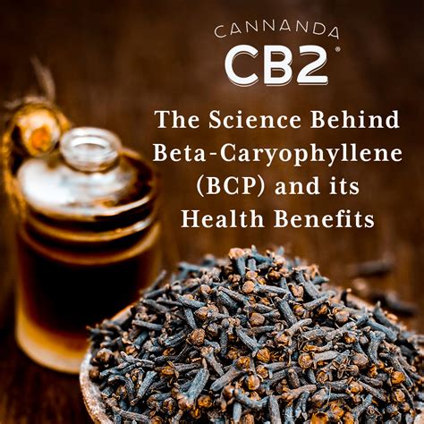 beta caryophyllene|The 21+ Benefits Of Beta.